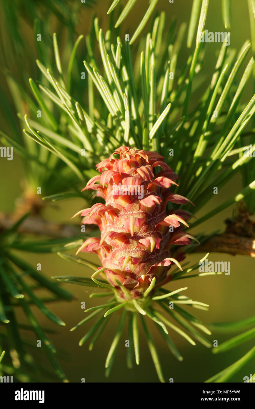 Ovulate cone of larch tree in spring, end of May. Stock Photo