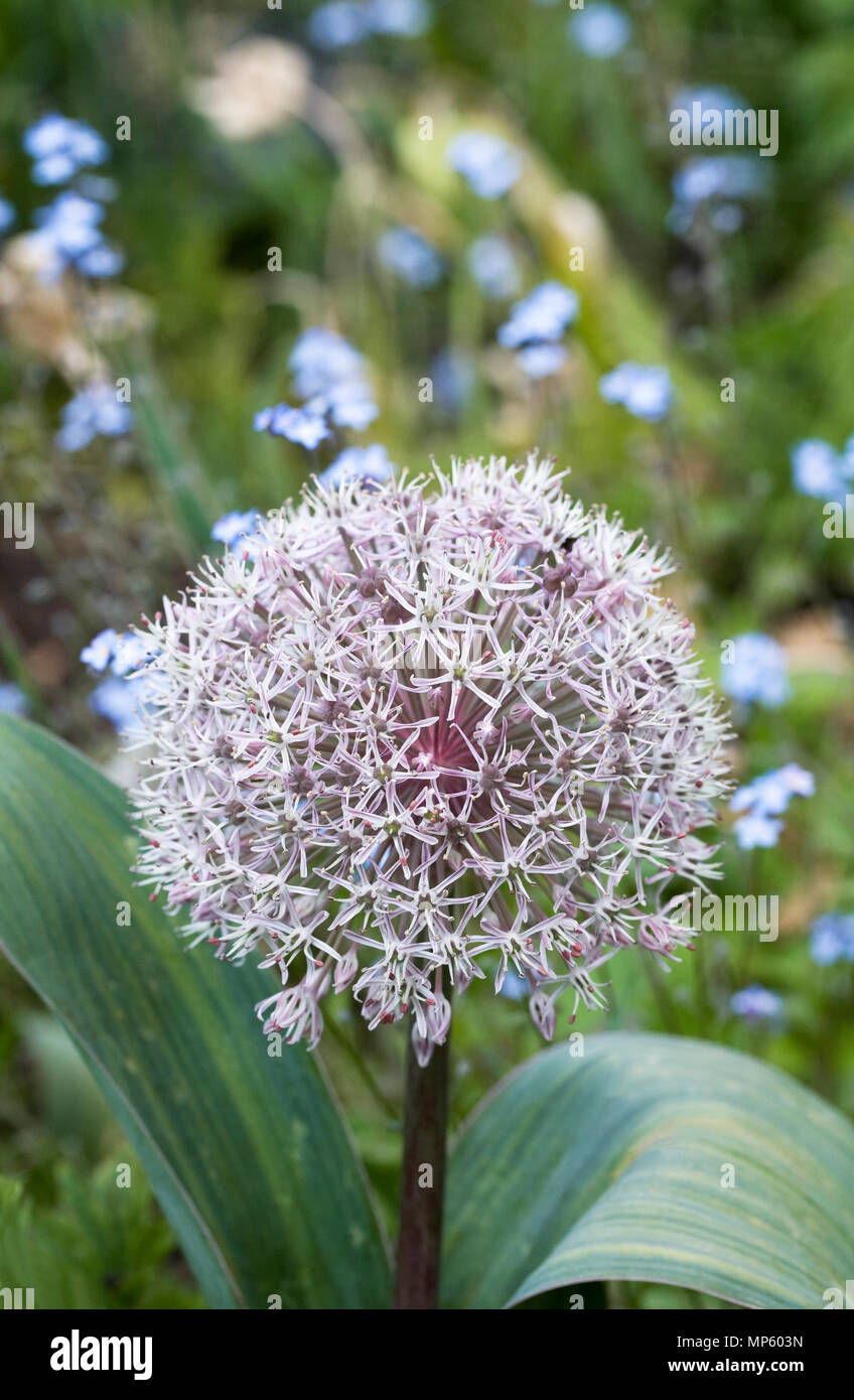 Allium karataviense flowers in the garden. Kara Tau garlic. Stock Photo
