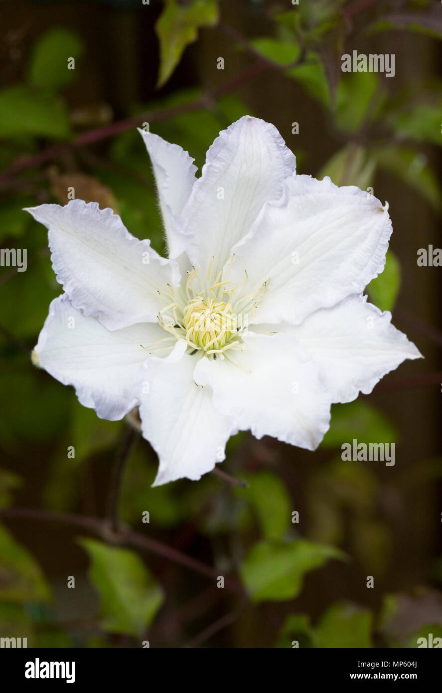 Clematis 'Gillian Blades' flower. Stock Photo