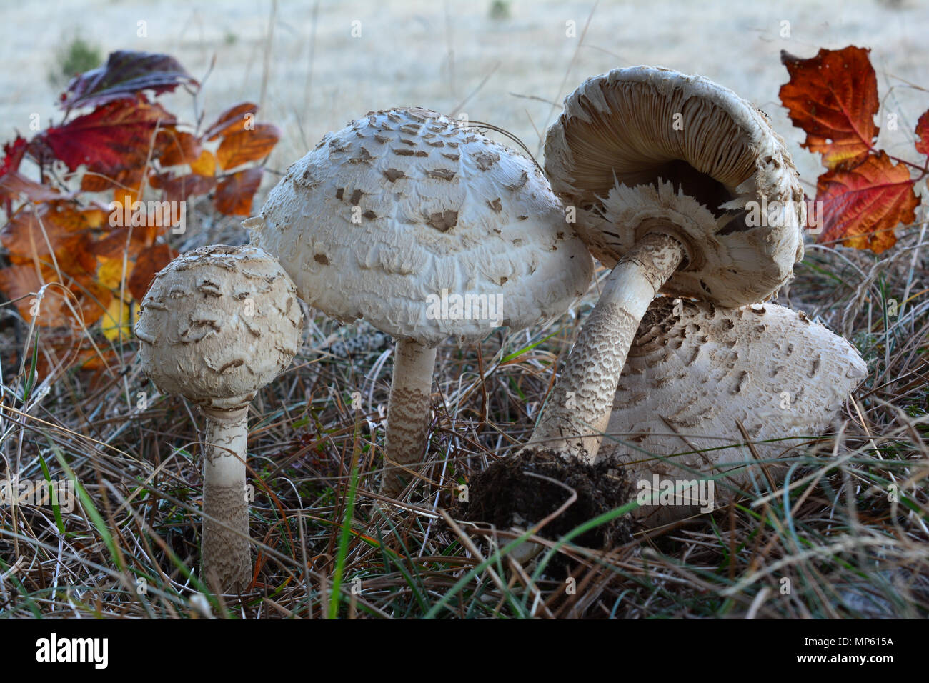 Group of four Macrolepiota procera or Parasol mushrooms in autumn meadow Stock Photo