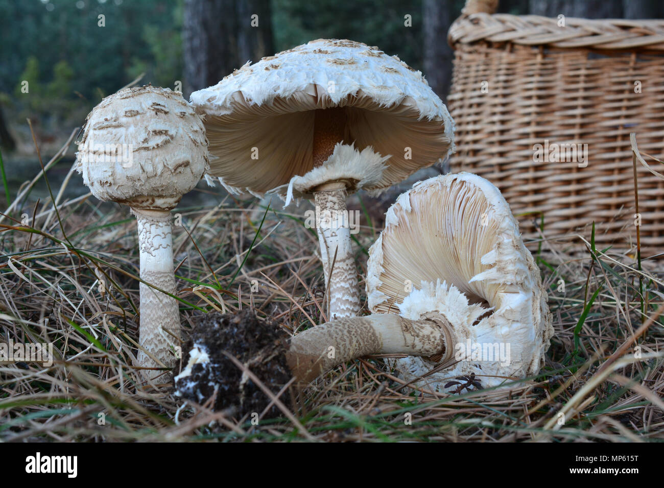 Small group of three Parasol mushrooms or Macrolepiota procera mushrooms in a meadow on the edge of the pine forest with wicker basked in background Stock Photo