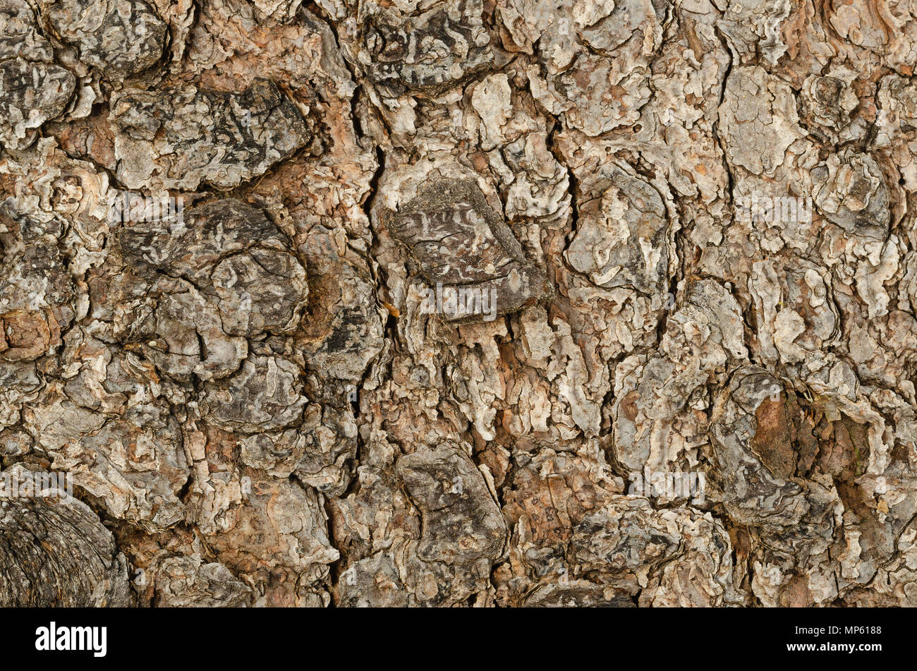 Weathered tree bark macro photo. Outermost layer of an old tree stem. Brown outer bark, the surface of a tree. Natural pattern and texture. Stock Photo