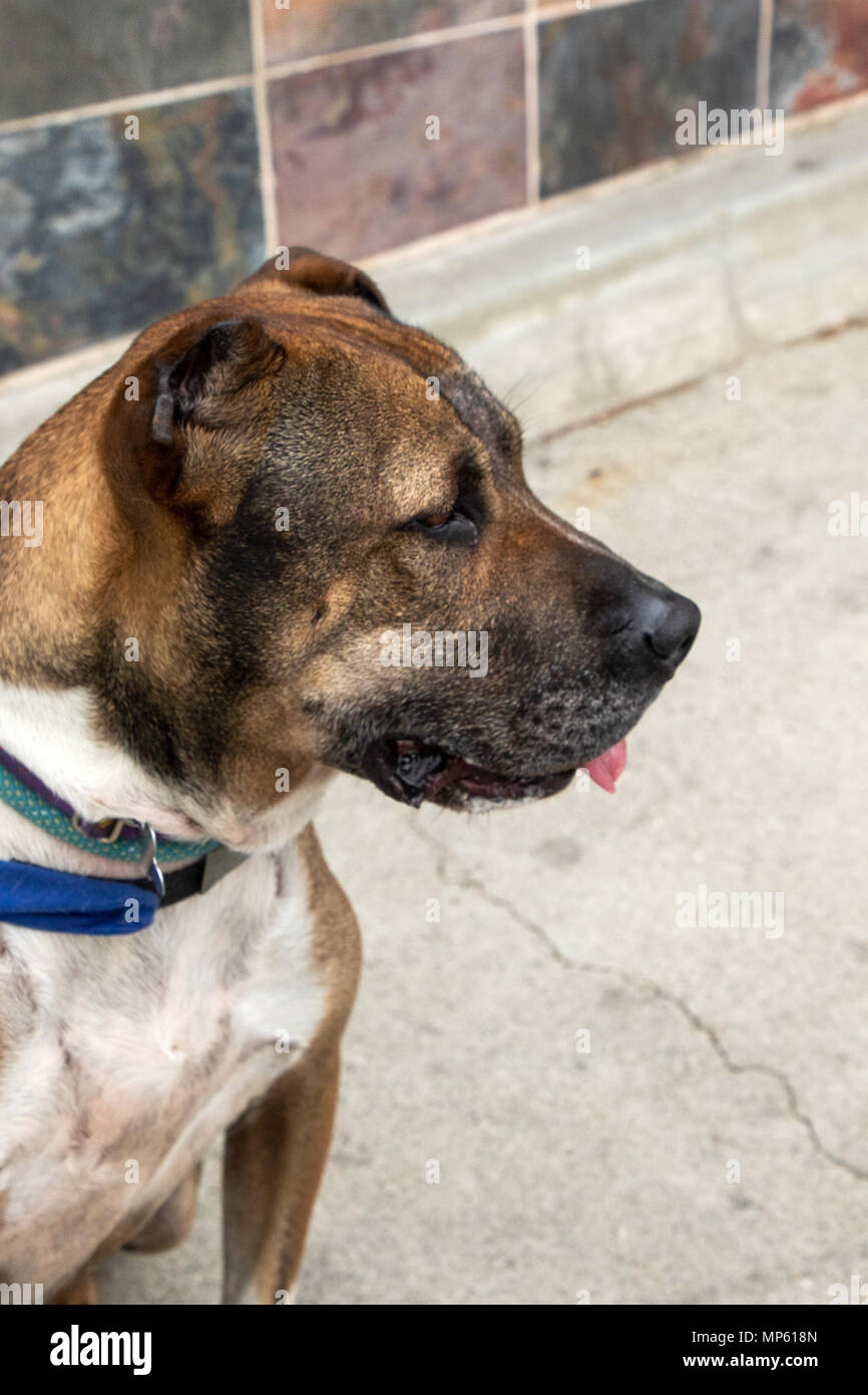 American Staffordshire Terrier Mixed Breed Rescue Dog - Van Go Stock Photo