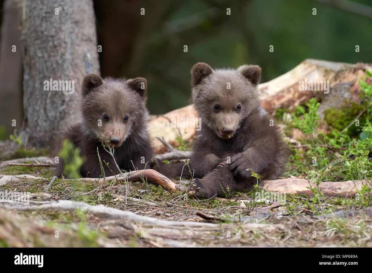Wild brown bear cub closeup in summer forest Stock Photo - Alamy