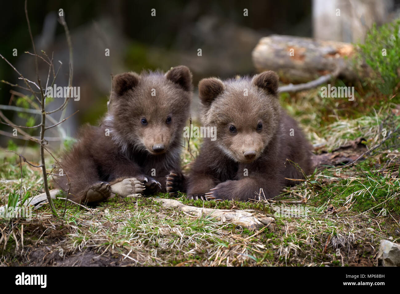 Wild brown bear cub closeup in summer forest Stock Photo - Alamy