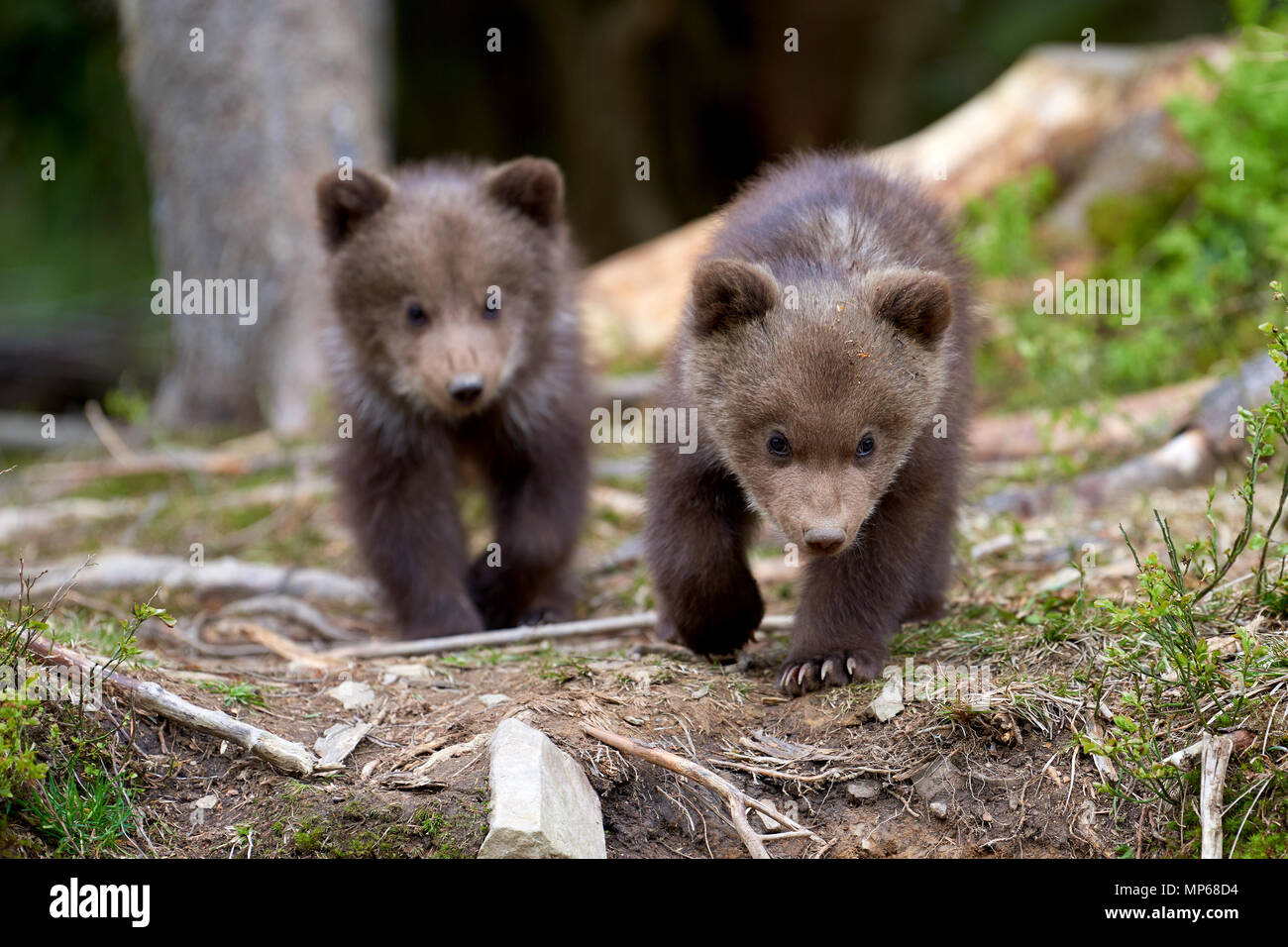 Wild brown bear cub closeup in summer forest Stock Photo - Alamy