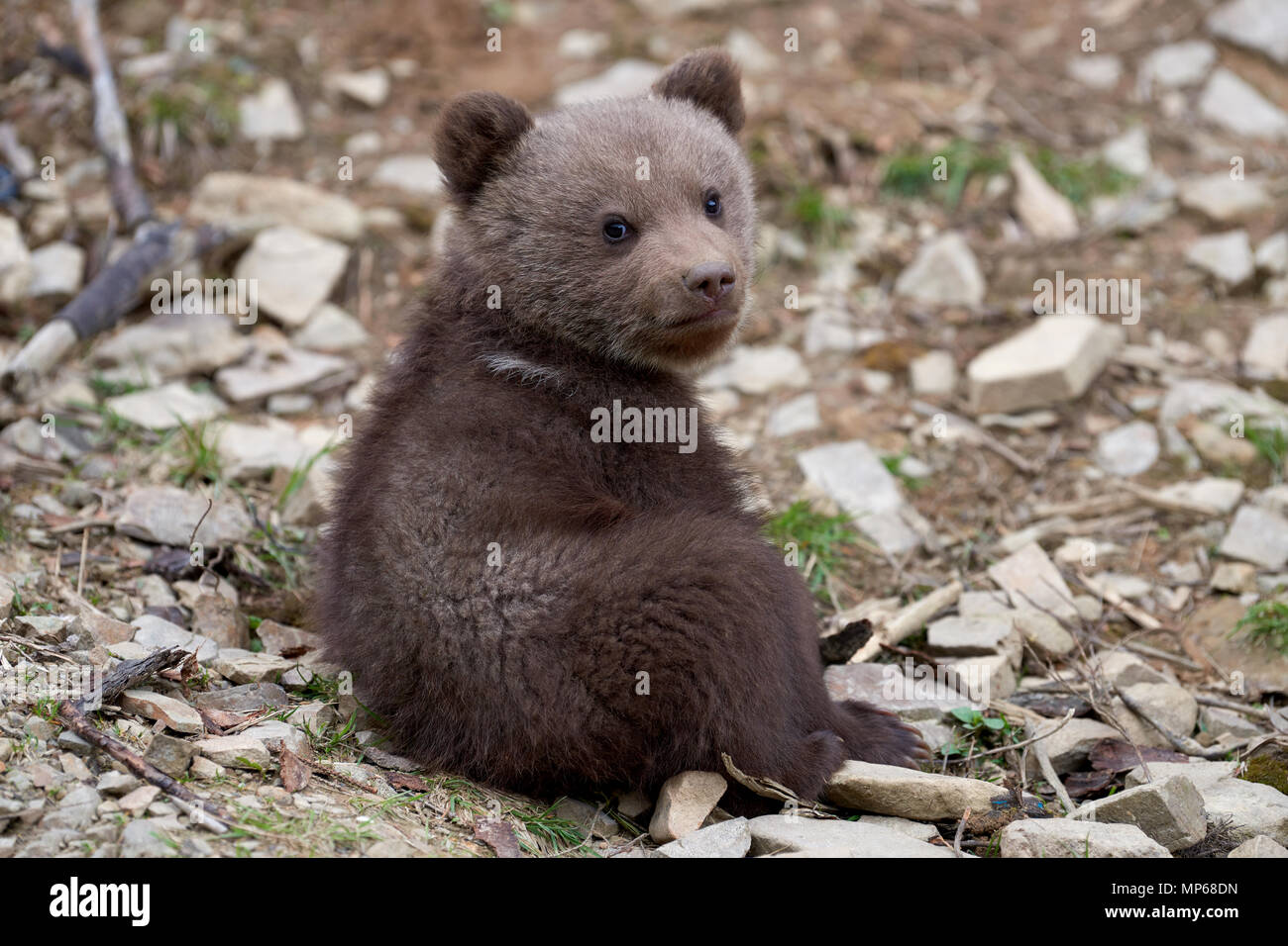 Wild brown bear cub closeup in summer forest Stock Photo - Alamy