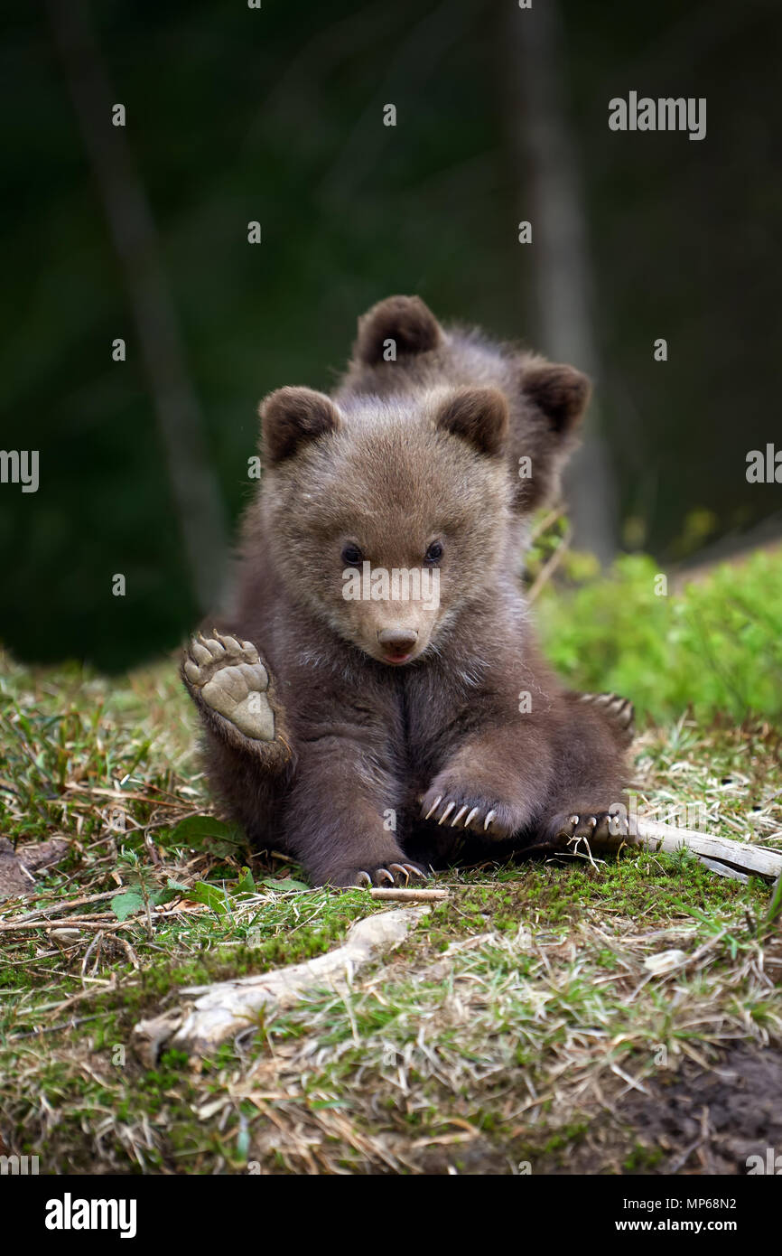 Wild brown bear cub closeup in summer forest Stock Photo - Alamy