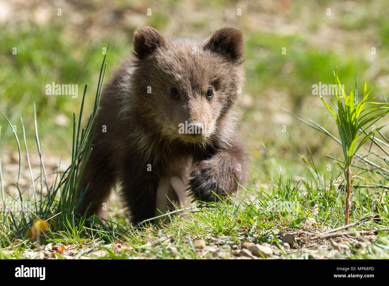 Wild brown bear cub closeup in summer forest Stock Photo - Alamy