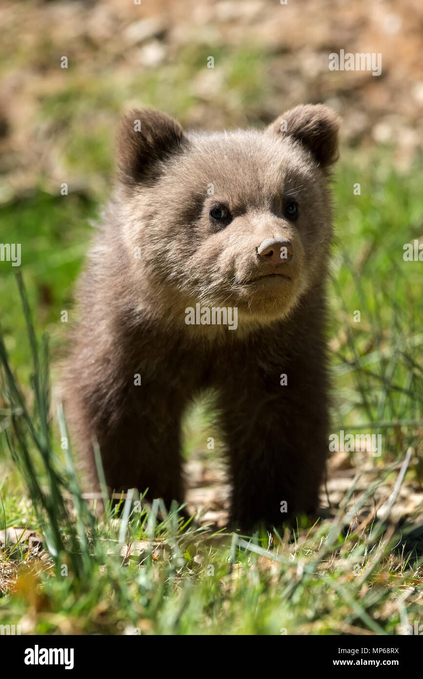 Wild brown bear cub closeup in summer forest Stock Photo - Alamy