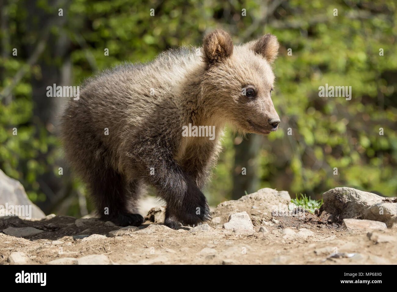 Wild brown bear cub closeup in summer forest Stock Photo - Alamy