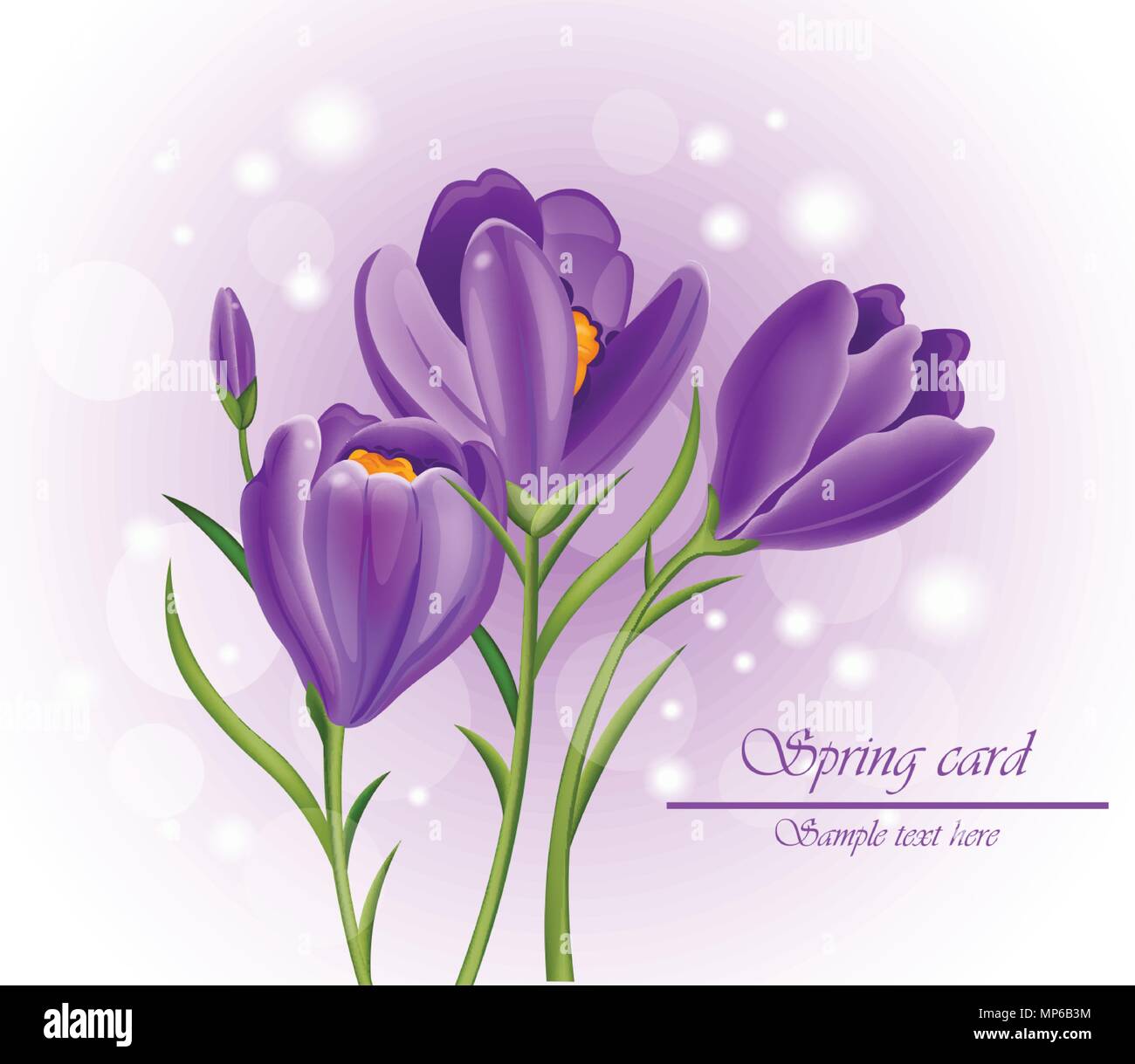 Crocus ultra violet flowers bouquet Vector. Spring background Stock ...