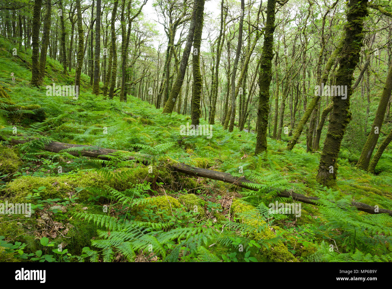 Woodland in the Venford Brook valley leading to the River Dart in Dartmoor National Park near Poudsgate, Devon, England. Stock Photo