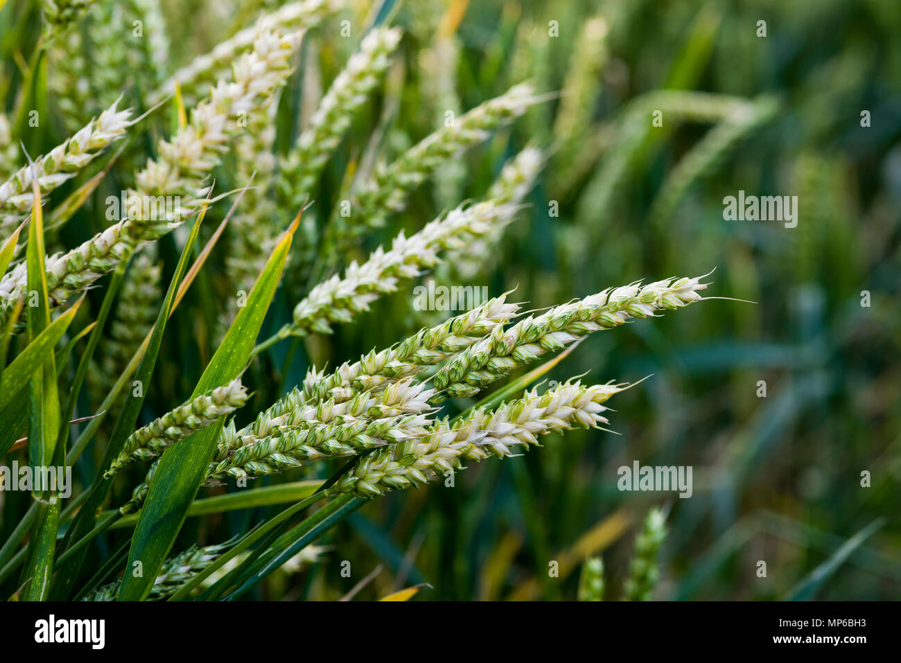 Ears of wheat growing in a field. Stock Photo