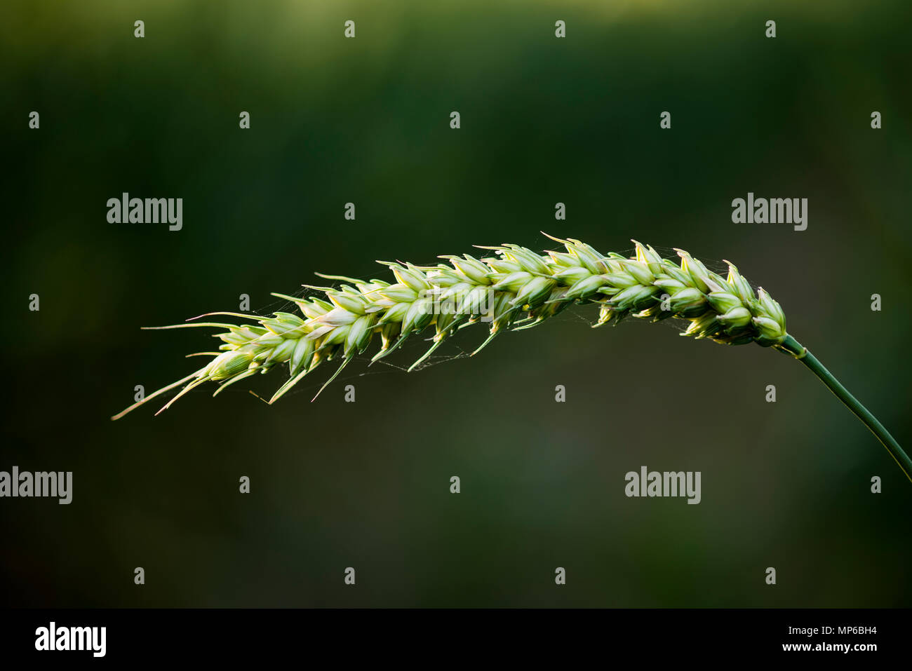 An ear of wheat growing in a field. Stock Photo