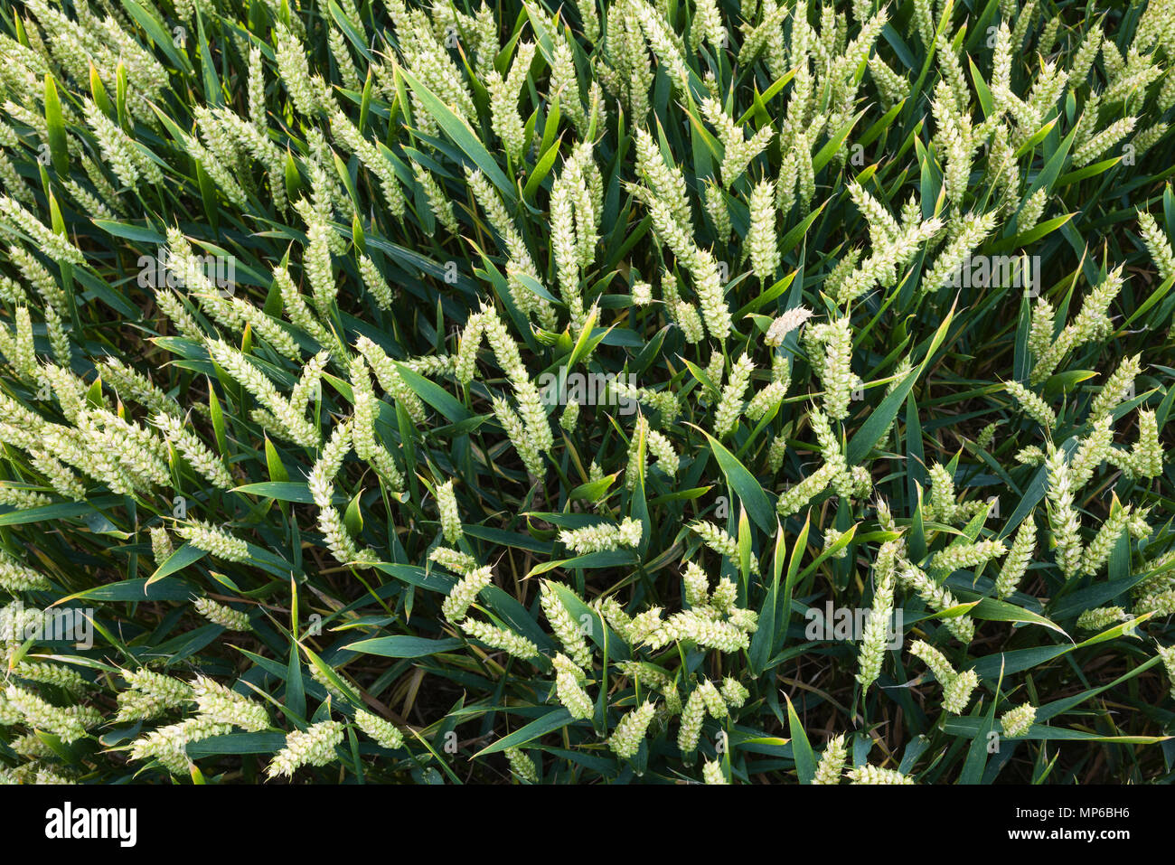 Ears of wheat growing in a field. Stock Photo