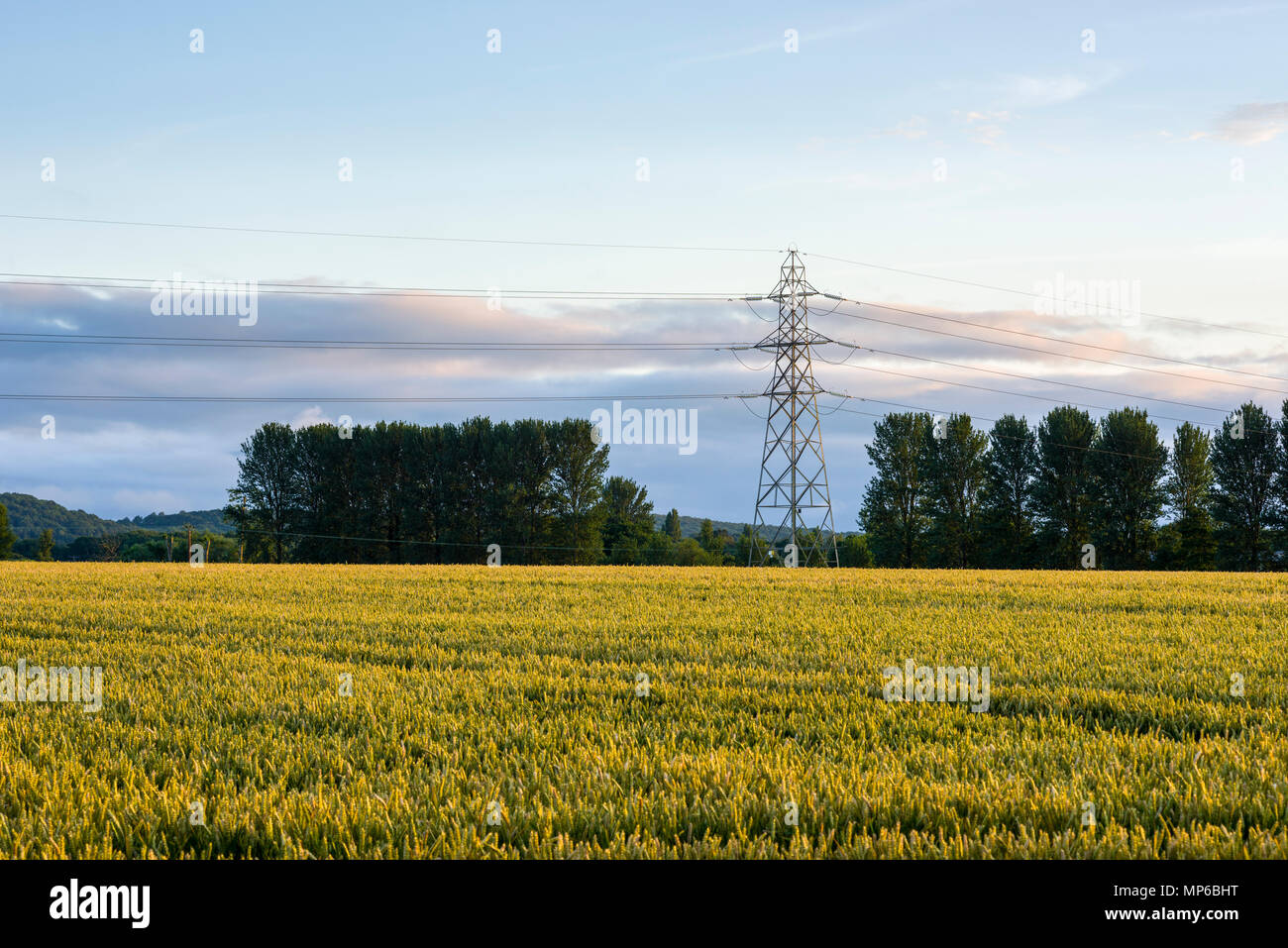 A wheat field in summer in Somerset, England with an electricity pylon. Stock Photo