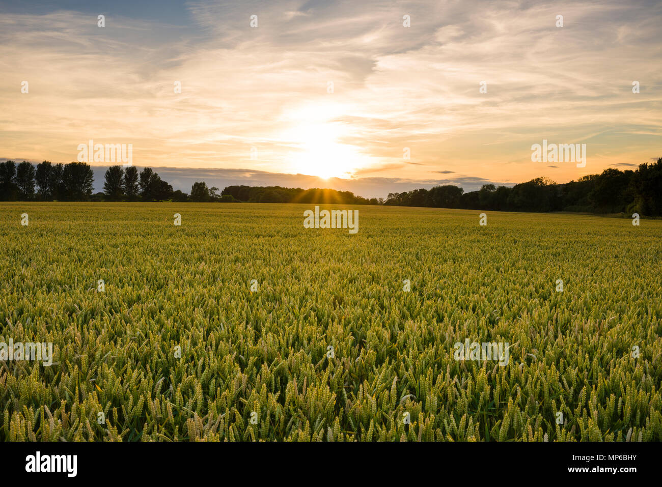 Sunset over a wheat field in summer in Somerset, England. Stock Photo
