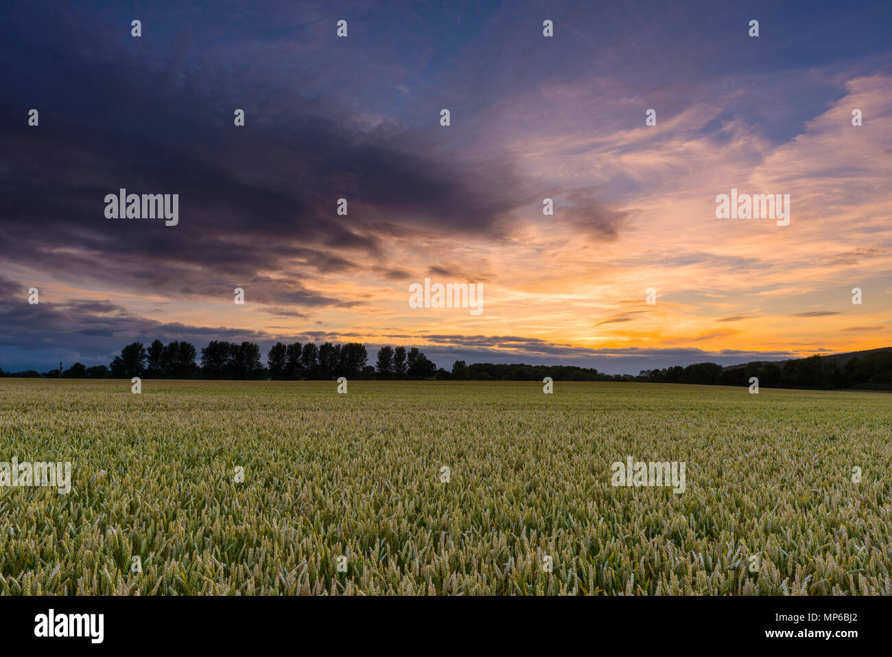 Sunset over a wheat field in summer in Somerset, England. Stock Photo