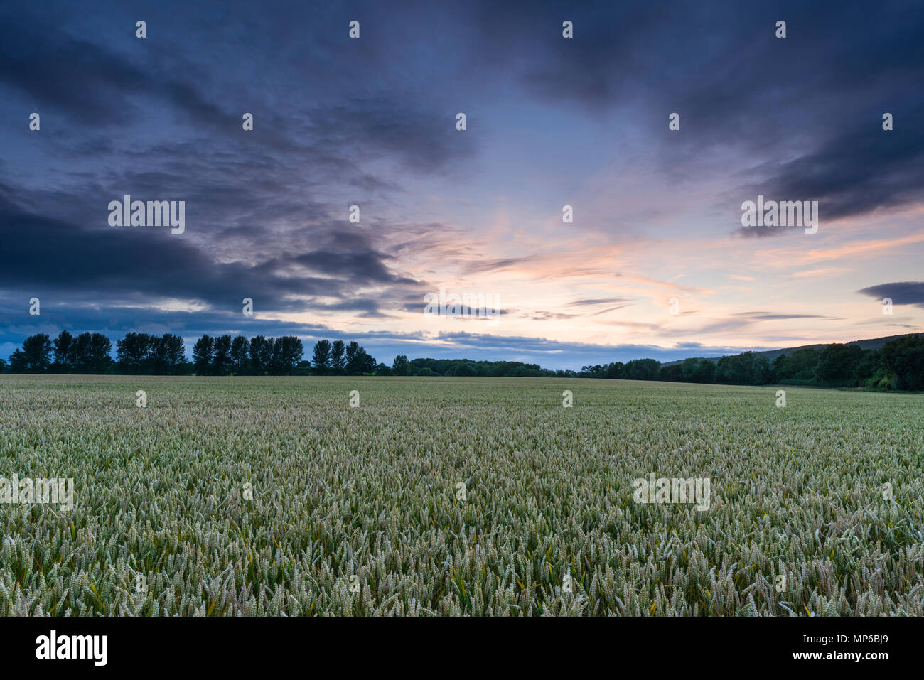 A wheat field at dusk in summer in Somerset, England. Stock Photo