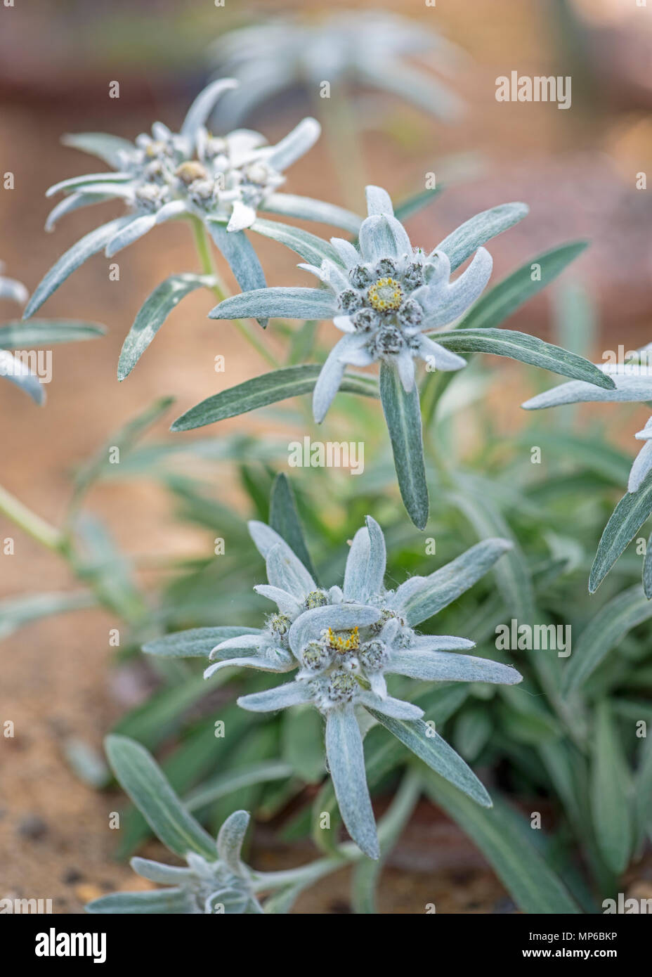 Edelweiss. Leontopodium nivale Stock Photo