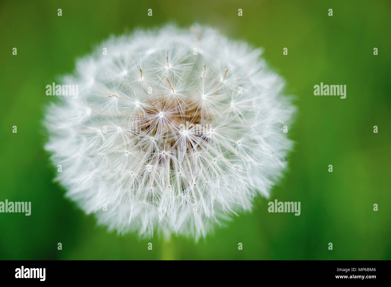 Close up of a dandelion (Taraxacum officinale) seed head, or dandelion clock, showing it's delicate cypselae. Stock Photo