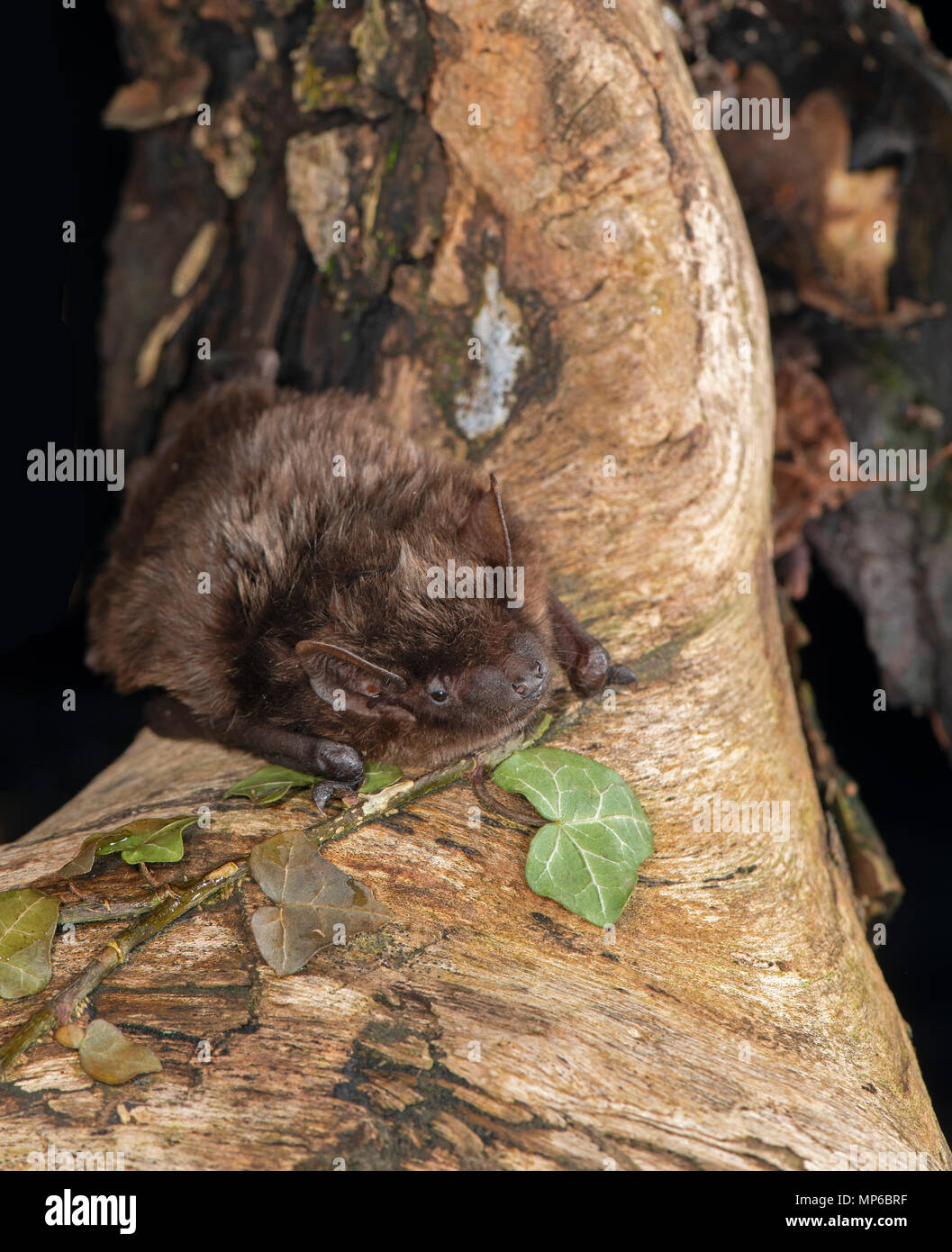 Serotine Bat: Eptesicus serotinus. Captive, injured animal, handled by UK registered bat handler. Stock Photo