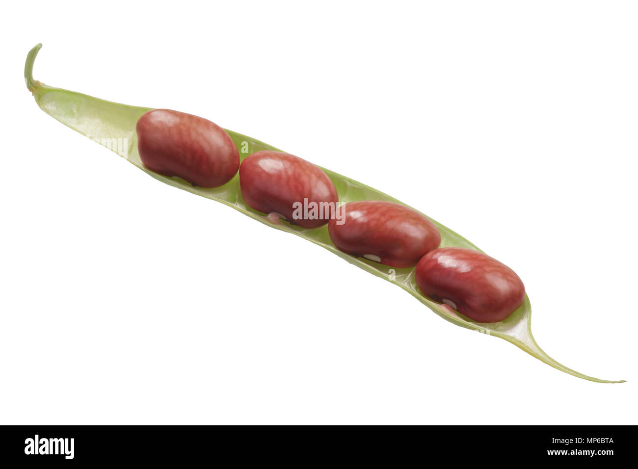 Red kidney bean (Phaseolus vulgaris) pods with seeds shown Stock Photo