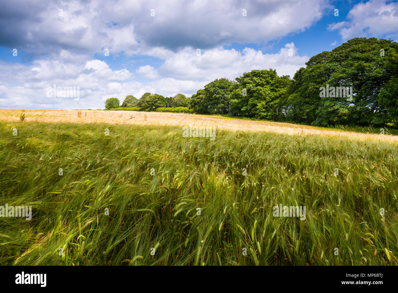 Barley (Hordeum vulgare) growing in a field on the Mendip Hills near Priddy, Somerset, England. Stock Photo