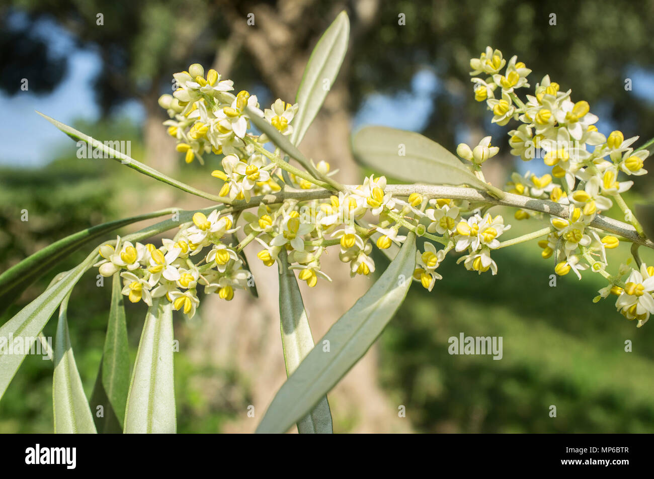 Olive tree in bloom. Branch of olive tree full of flowers Stock Photo