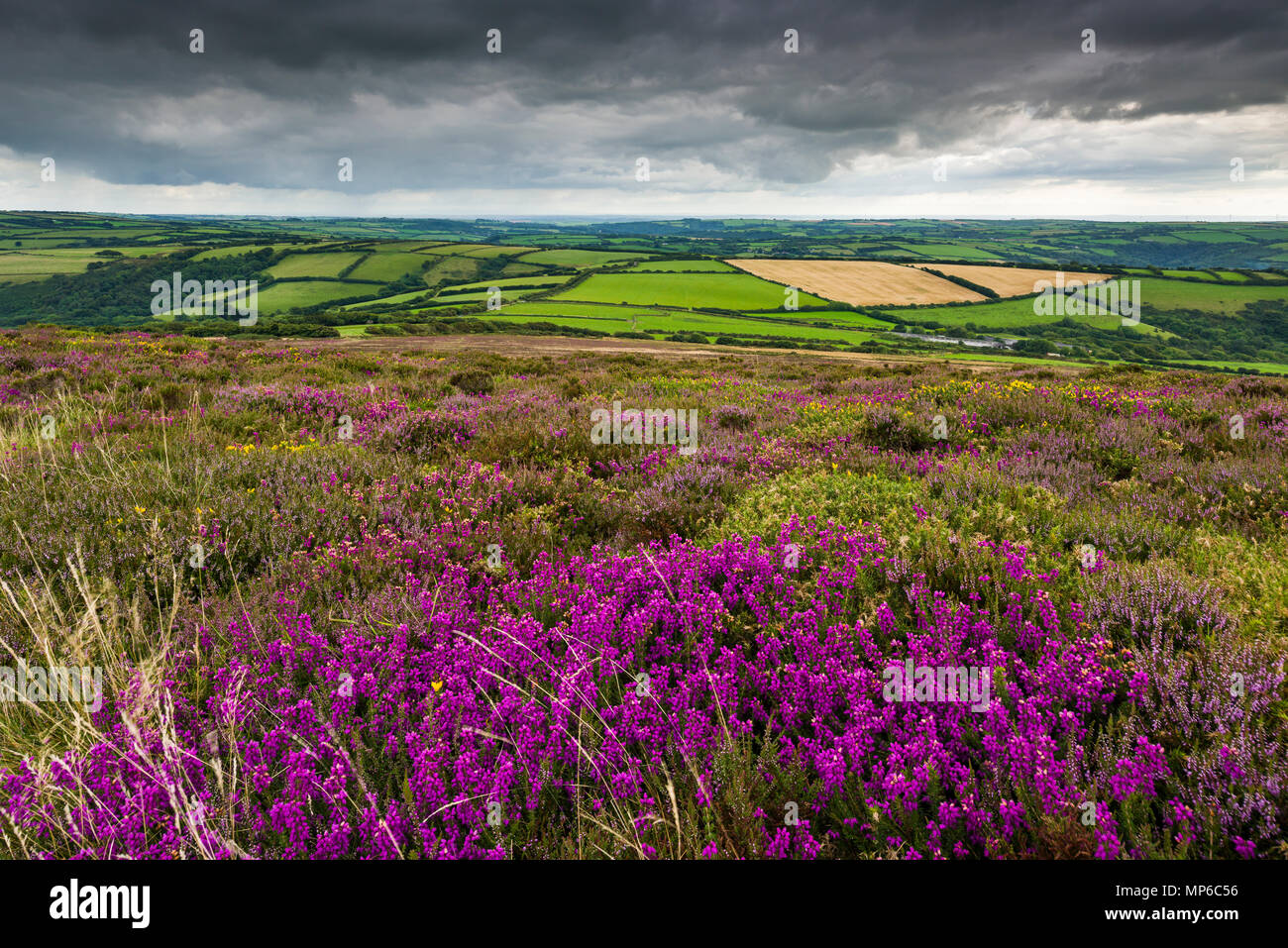 Heather on Holdstone Down in late summer in Exmoor National Park, North Devon, England. Stock Photo