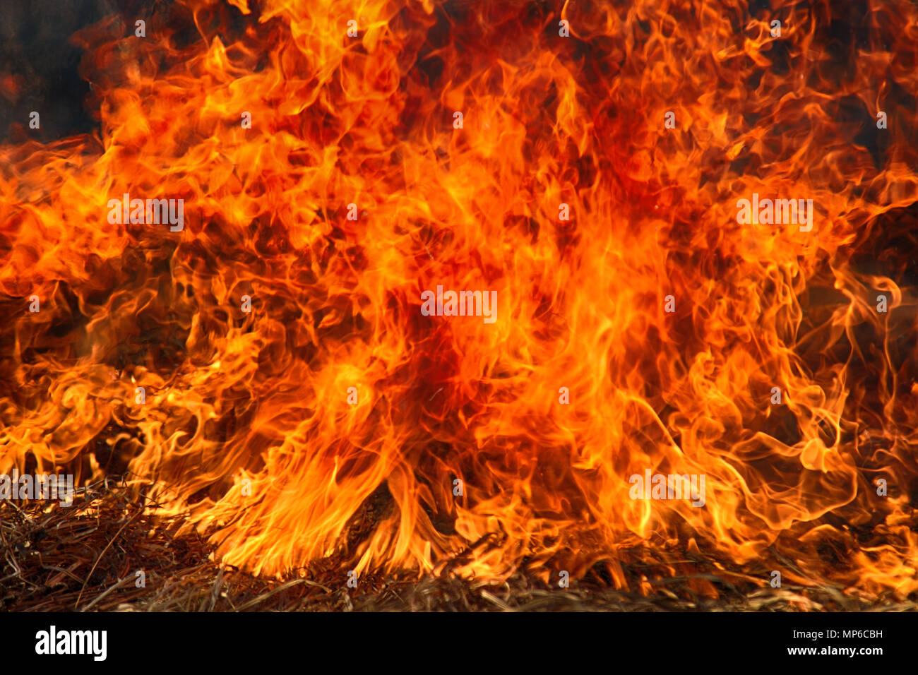 Fire Storm Fire In Shrub Kills Huge Number Small Animals Tongues Of Fire Wall Of Fire Like Wall Of Red Bushes Stock Photo Alamy