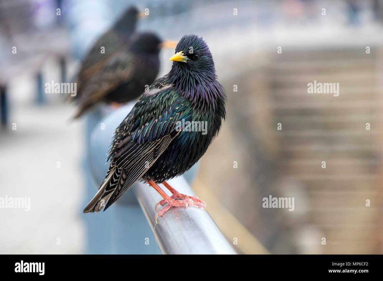 Common Starling (Sturnus vulgaris) Perched on a Handrail in an Urban Setting, UK Stock Photo