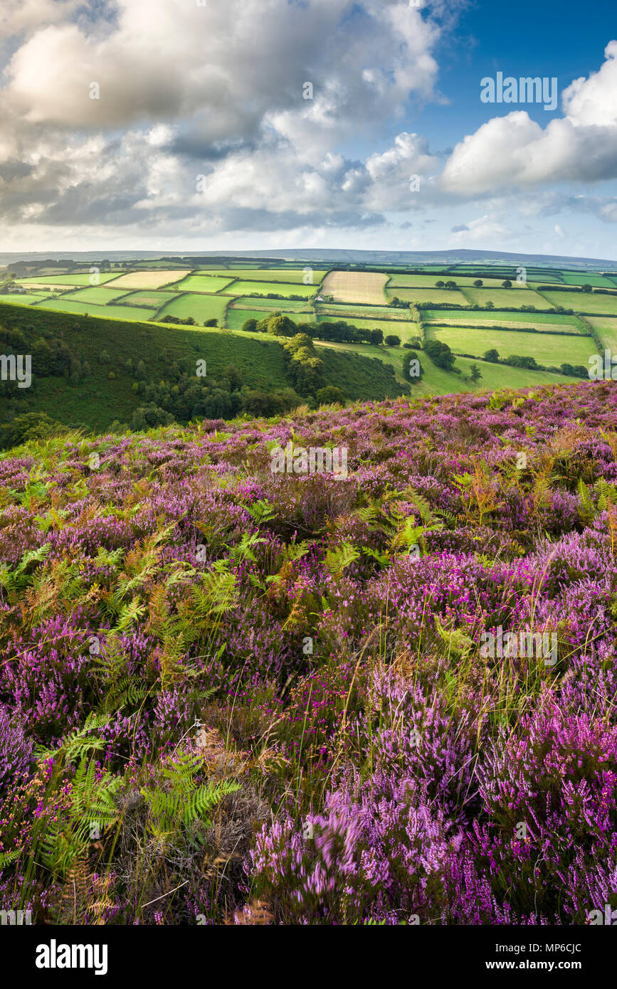 Common heather in late summer on Winsford Hill overlooking The Punchbowl. Exmoor National Park, Somerset, England. Stock Photo