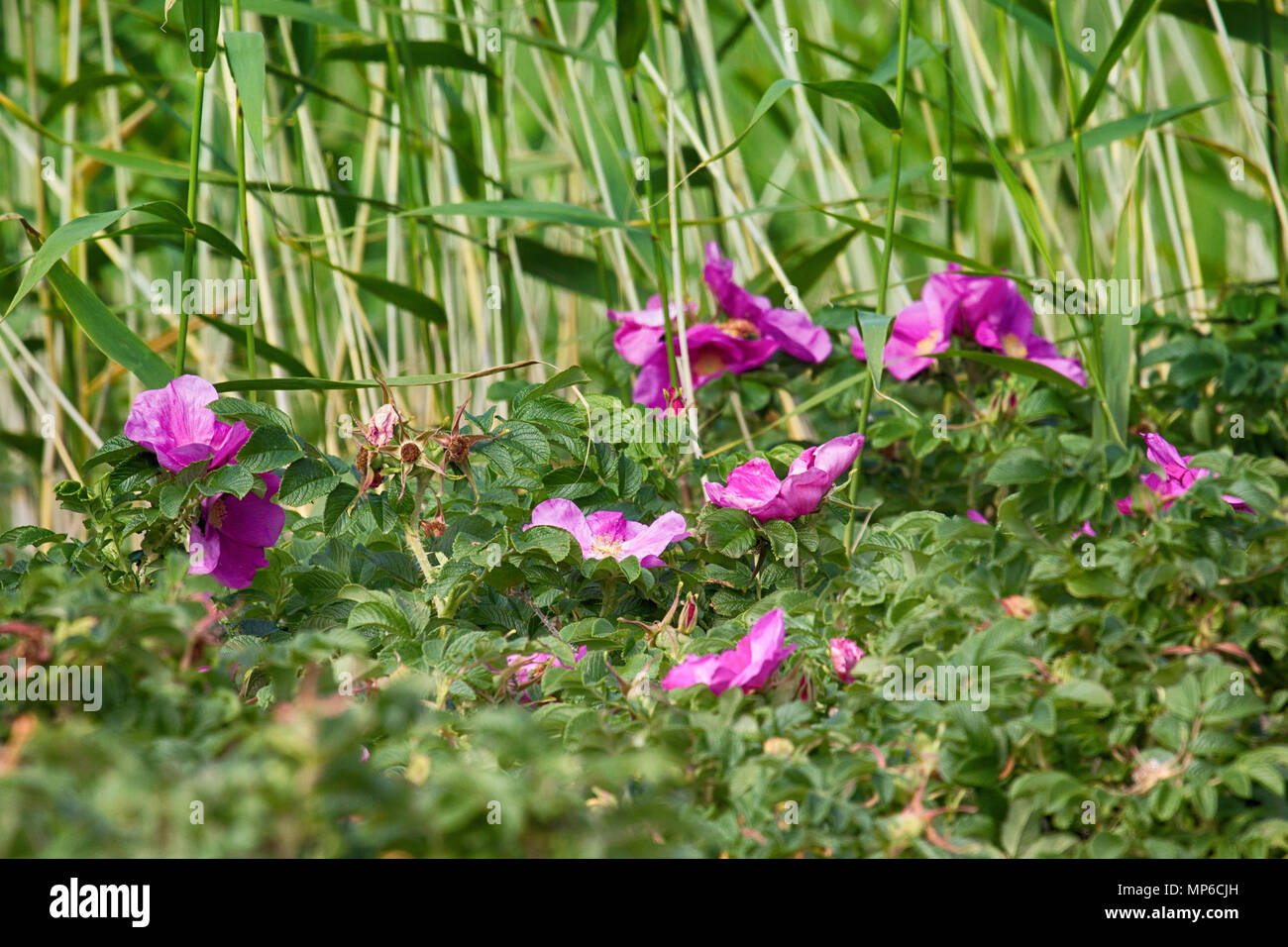 Wild rose, ramanas rose (Rosa rugosa rubra) blooms and fills air with fragrance all summer long Stock Photo