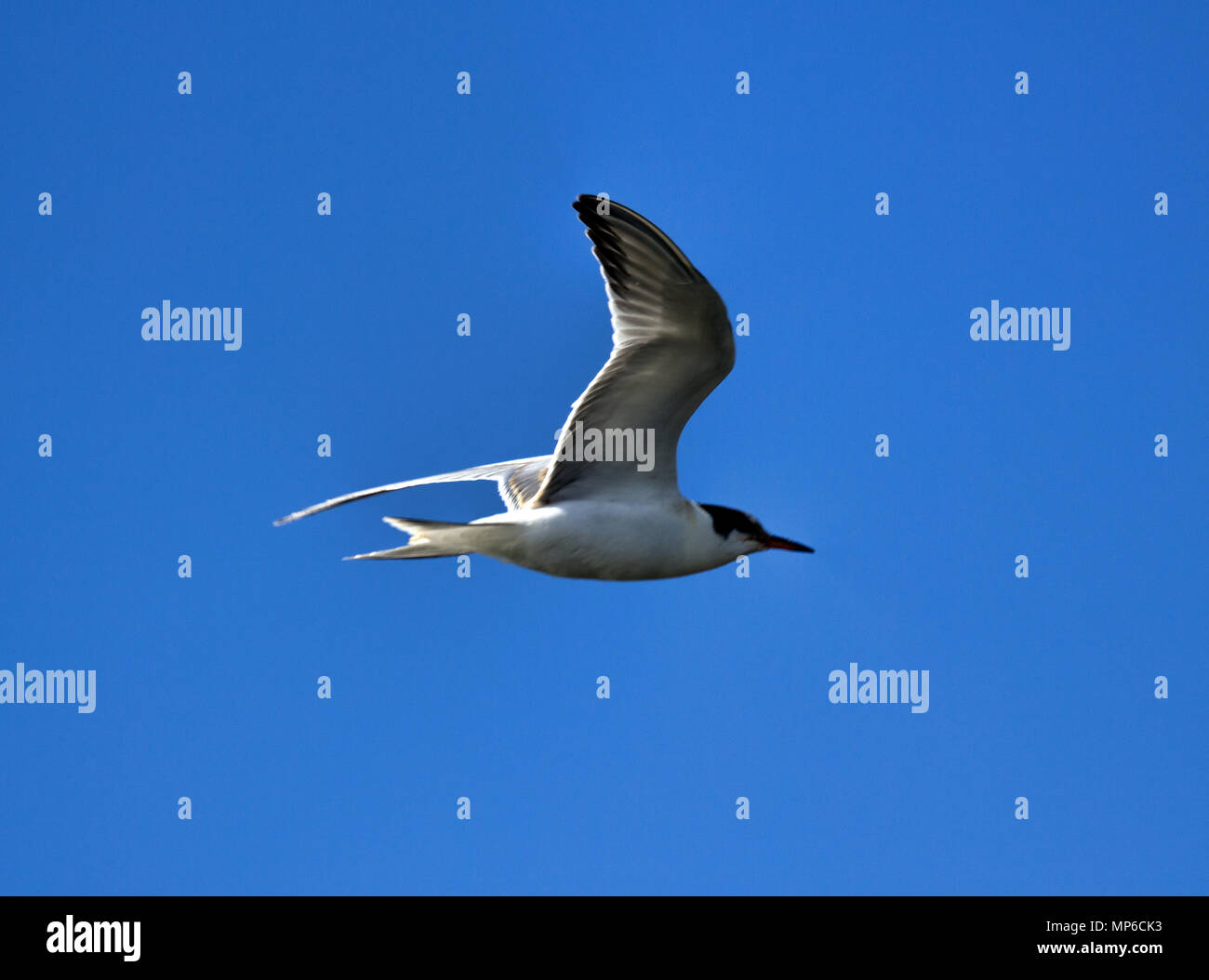 Young river tern (Common Tern, scray, Sterna hirundo) flying, hangs in place like white butterfly. Beauty of flight of birds Stock Photo