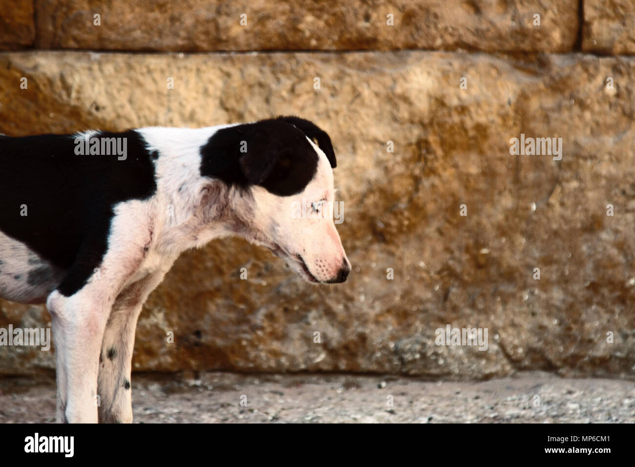 Exhausted by hunger of stray dog. Rescue and shelters for homeless