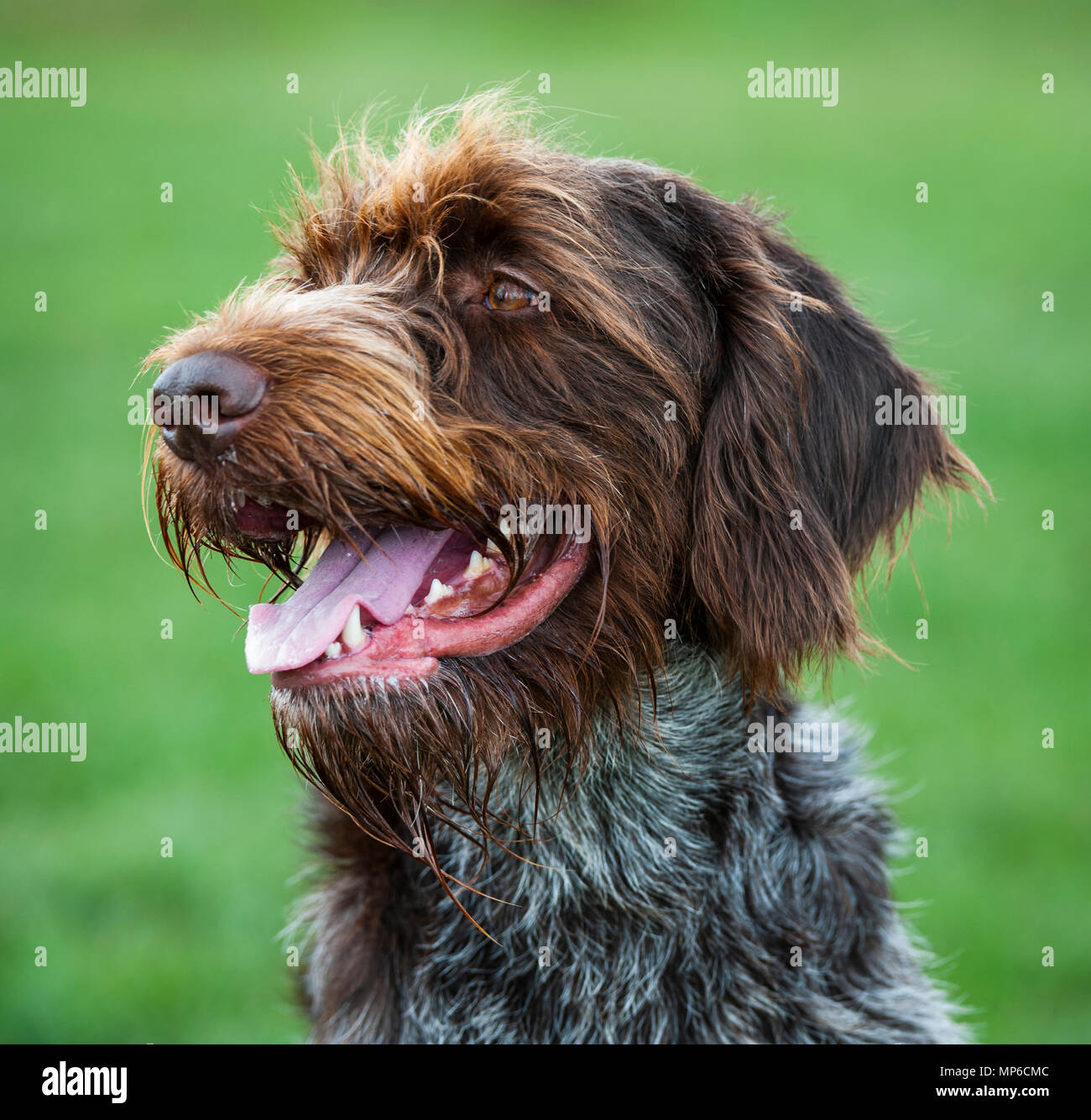 Korthals Griffon – Dog - A Wirehaired Pointing and hunting dog a popular hound used as a gundog in Europe Stock Photo