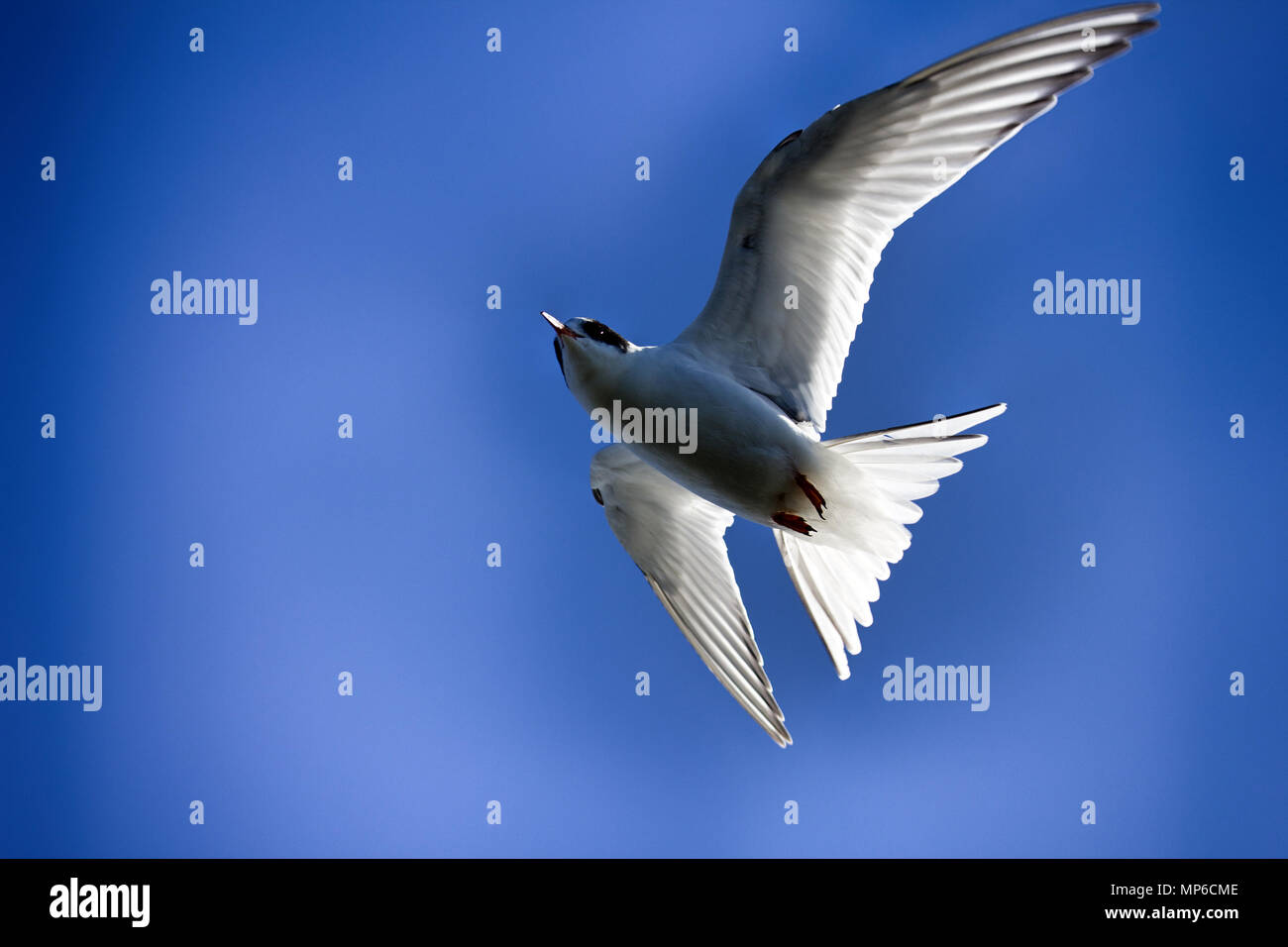 Young river tern (Common Tern, scray, Sterna hirundo) flying, hangs in place like white butterfly. Beauty of flight of birds Stock Photo
