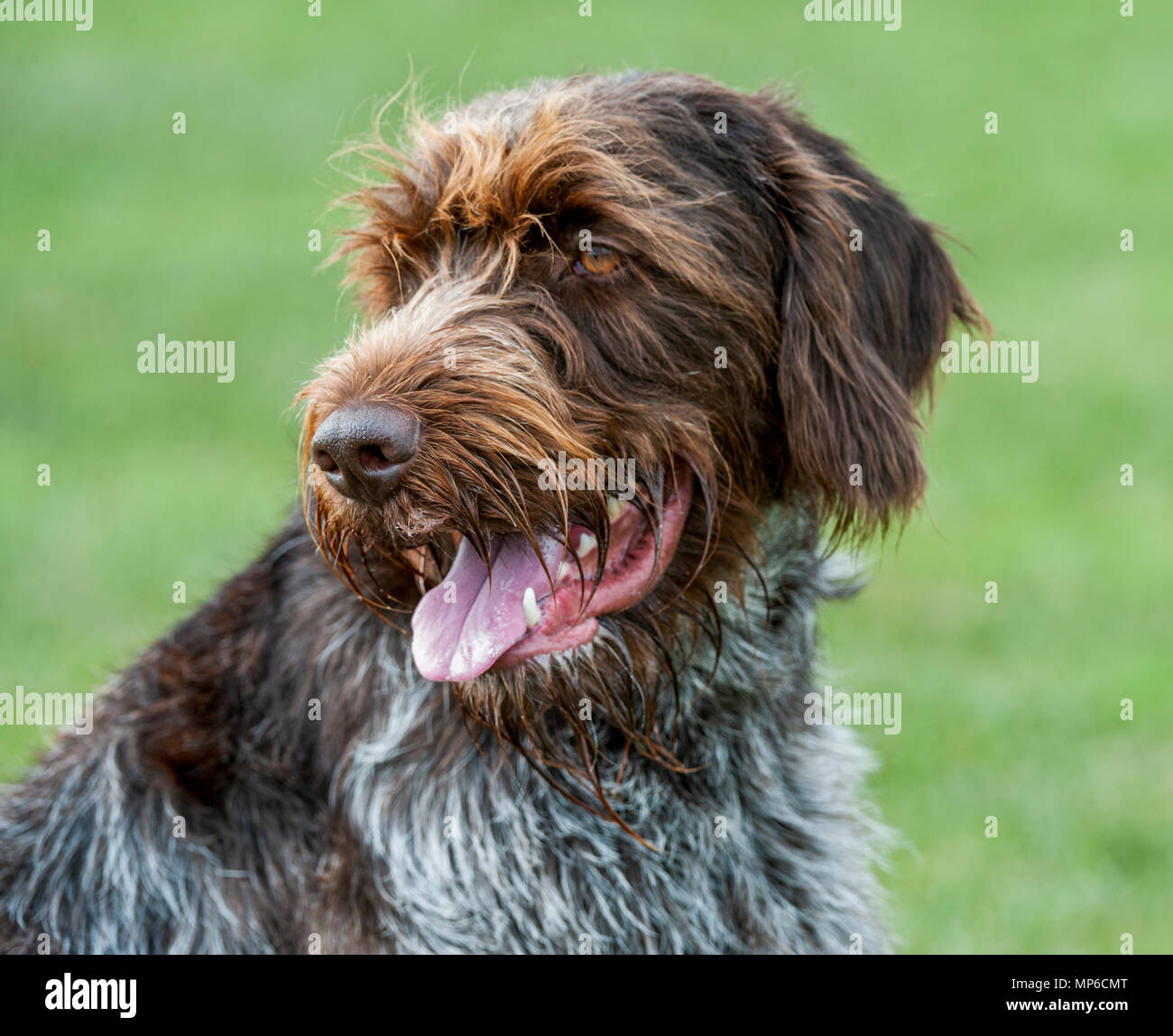 Korthals Griffon – Dog - A Wirehaired Pointing and hunting dog a popular hound used as a gundog in Europe Stock Photo