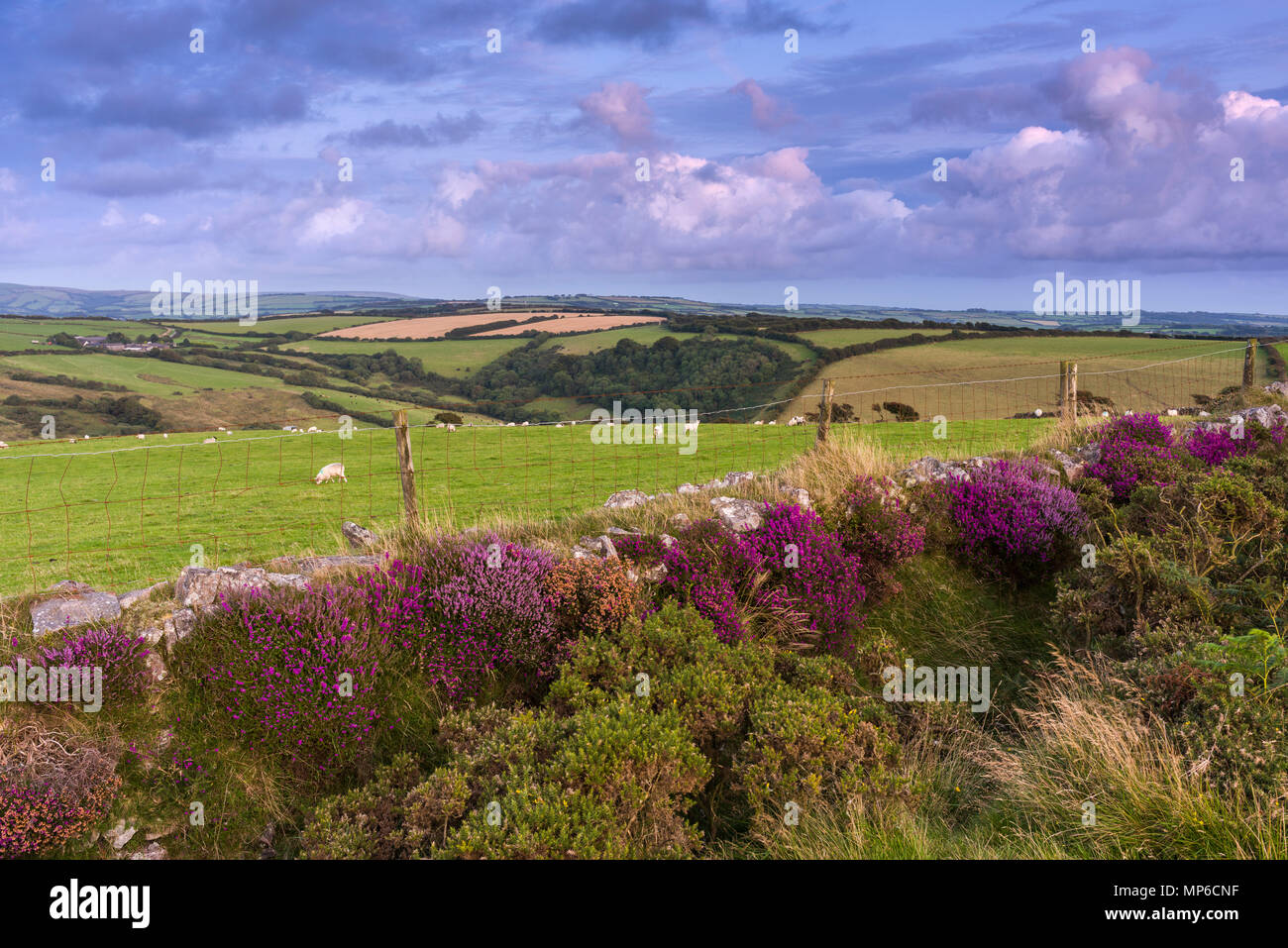 Bell and Common Heather in bloom at Girt Down in late summer. Exmoor National Park near Combe Martin, North Devon, England. Stock Photo
