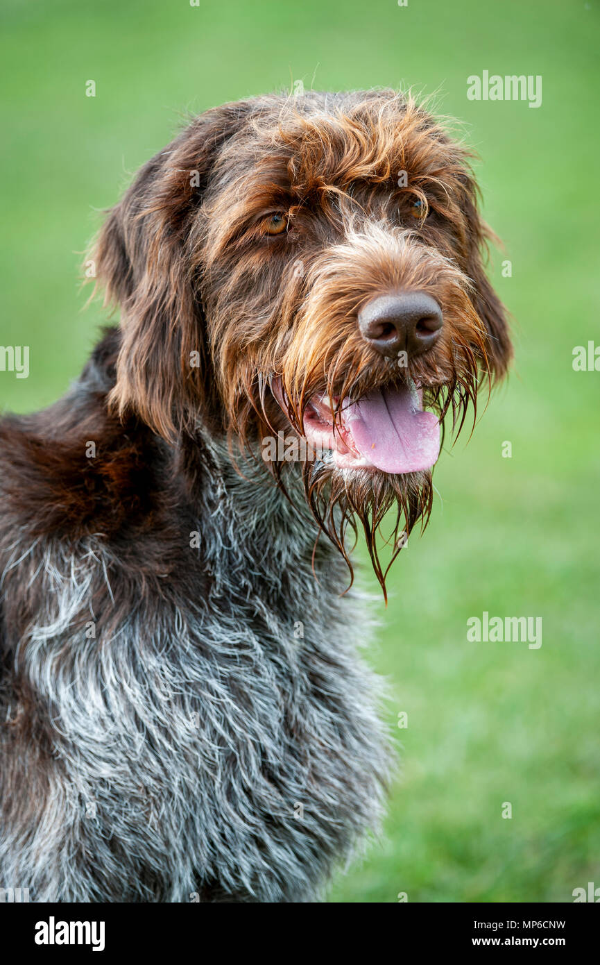 Korthals Griffon – Dog | A Wirehaired Pointing and hunting dog a popular hound used as a gundog in Europe Stock Photo