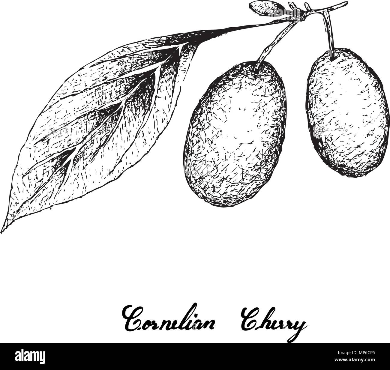Tropical Fruits, Illustration of Hand Drawn Sketch Fresh Cornelian Cherries or Cornus Mas Fruits Hanging on Tree Branch Isolated on White Background.  Stock Vector