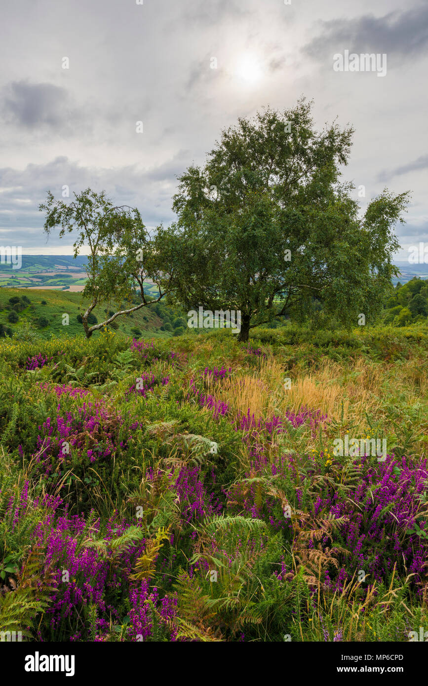 Bell heather in flower on Beacon Hill in the Quantock Hills in late summer. Weacombe, Somerset, England. Stock Photo