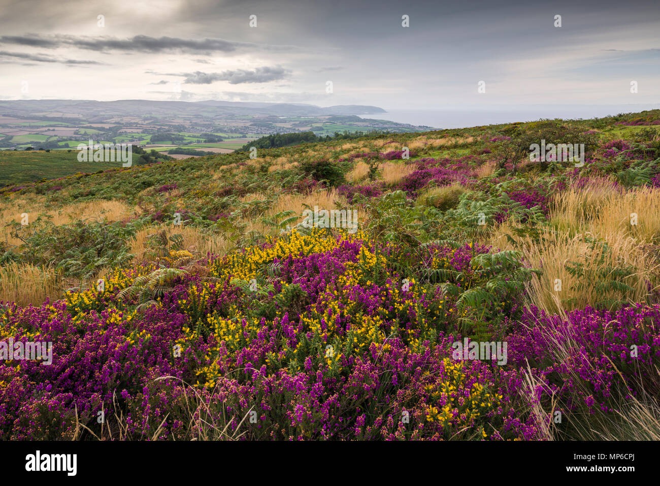 Bell heather and gorse in flower on Beacon Hill in the Quantock Hills in late summer. Weacombe, Somerset, England. Stock Photo
