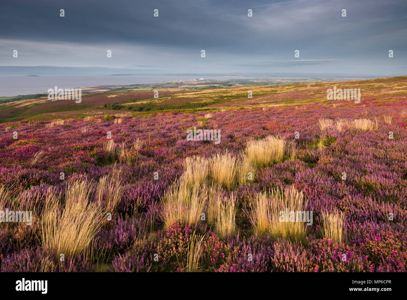 Bell and common heather in flower on Beacon Hill in the Quantock Hills overlooking the Bristol Channel in late summer. Weacombe, Somerset, England. Stock Photo