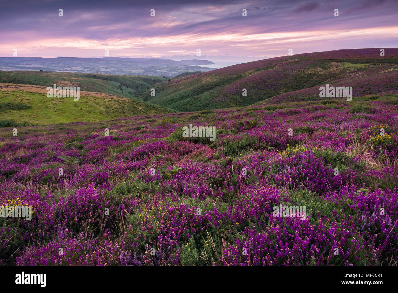 Bell heather in flower on the Quantock Hills in late summer. Bicknoller, Somerset, England. Stock Photo
