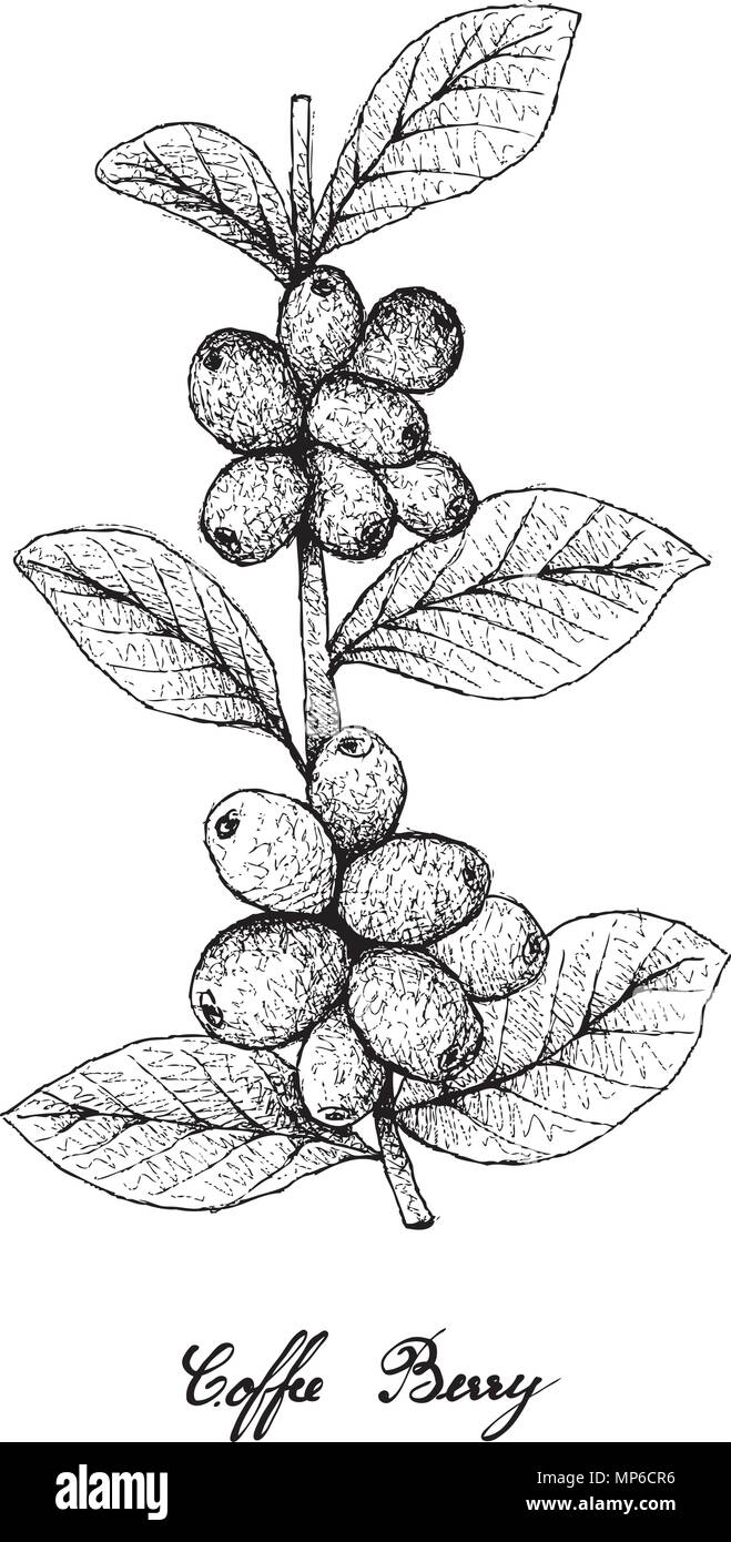 Tropical Fruits Illustration Of Hand Drawn Sketch Ripe Coffee Berries Or Coffea Arabica On Tree Branch Isolated White Background Used To M Tropical Fruits Illustration Of Hand Drawn Sketch Ripe Coffee Berries Or Coffea Arabica On Tree Branch Isolated White Background Used To M
