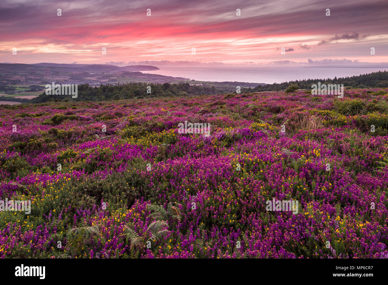 Bell heather and gorse in flower on Beacon Hill in the Quantock Hills in late summer with the Bristol Channel beyond. Weacombe, Somerset, England. Stock Photo
