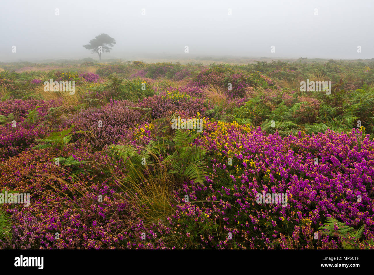 Bell heather and gorse in flower on Beacon Hill in the Quantock Hills in late summer. West Quantoxhead, Somerset, England. Stock Photo